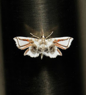 Loài bướm giả nhện (Lygodium Spider Moth), có tên khoa học là Siamusotima Aranea, có khả năng ngụy trang tài tình, giống như sát thủ nhện đáng sợ.